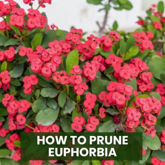 How to Prune Euphorbia