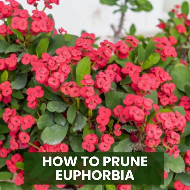 How to Prune Euphorbia