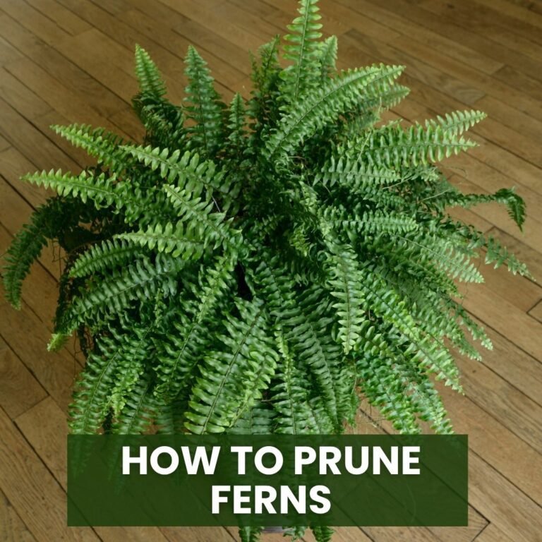 How to Prune Ferns
