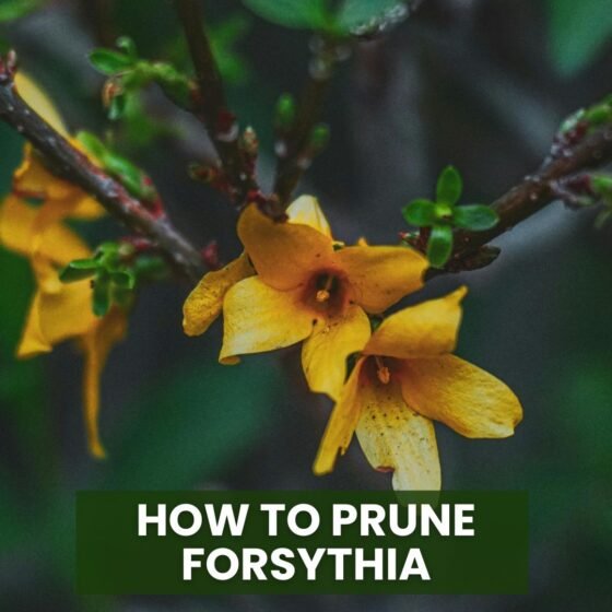 How to Prune Forsythia