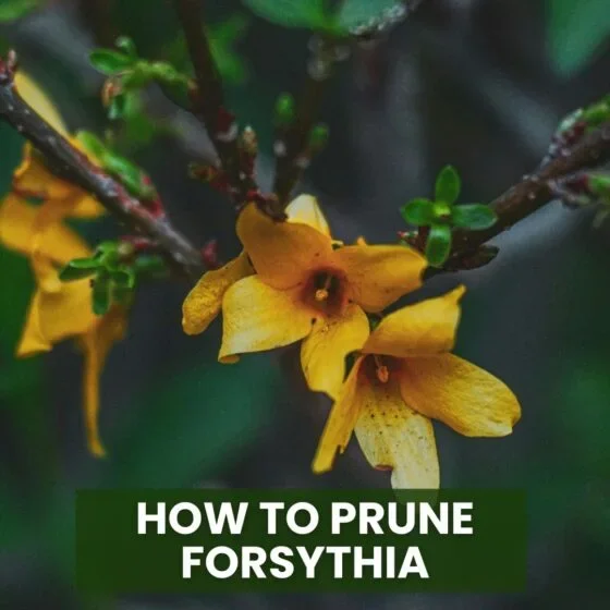 How to Prune Forsythia