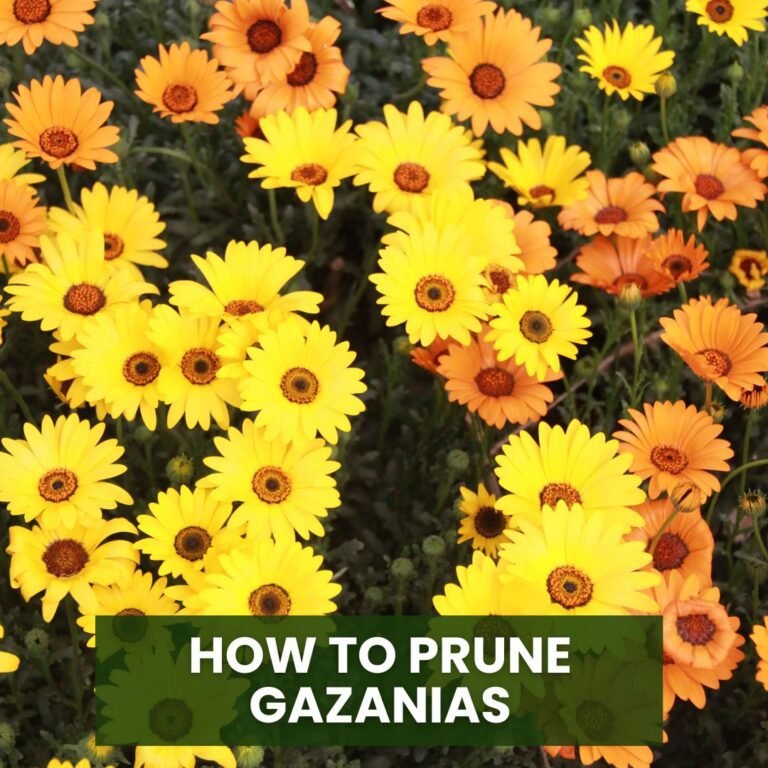 How to Prune Gazanias