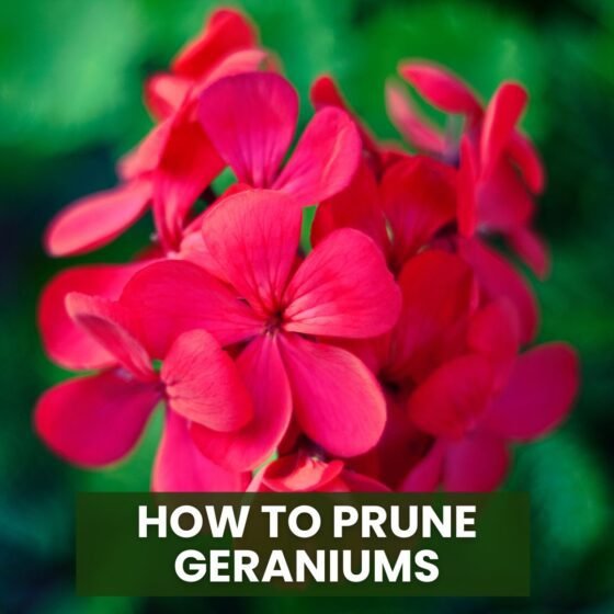 How to Prune Geraniums