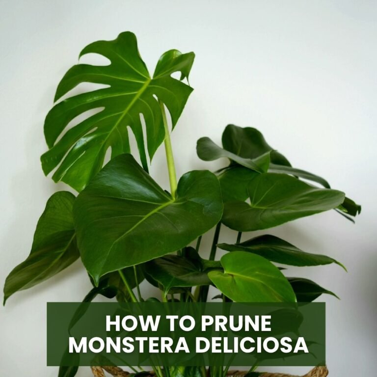 How to Prune Monstera Deliciosa