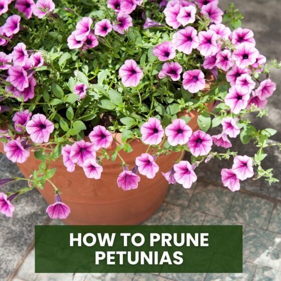 How to Prune Petunias