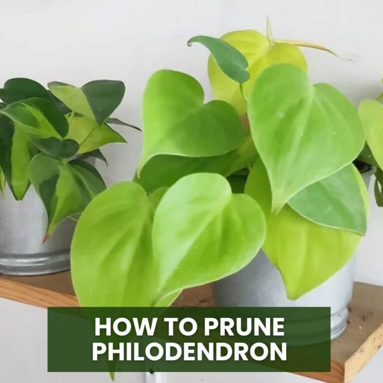 How to Prune Philodendron