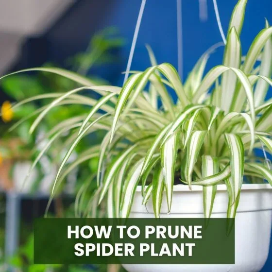 How to Prune Spider Plant