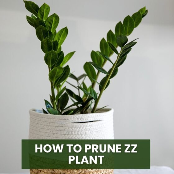 How to Prune ZZ Plant