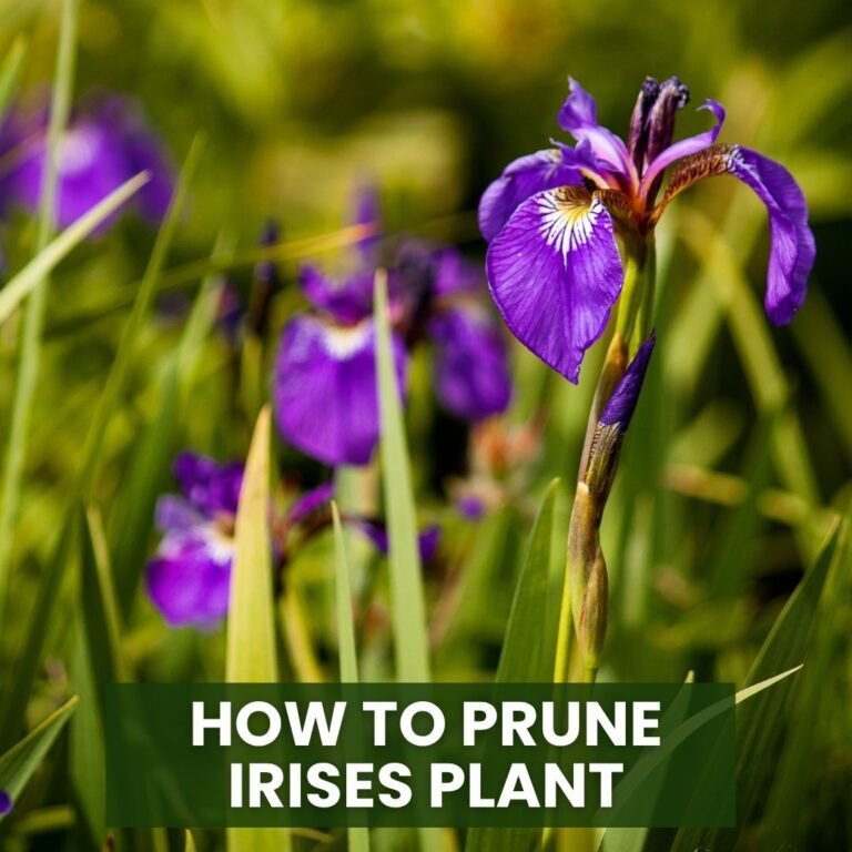 How to Prune irises Plant