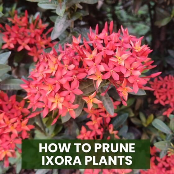 How to Prune ixora plants