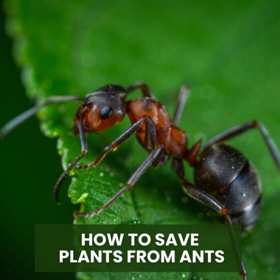 how to save plants from ants