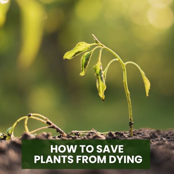 how to save plants from dying