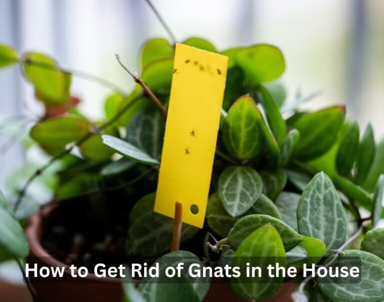 How to Get Rid of Gnats in the House