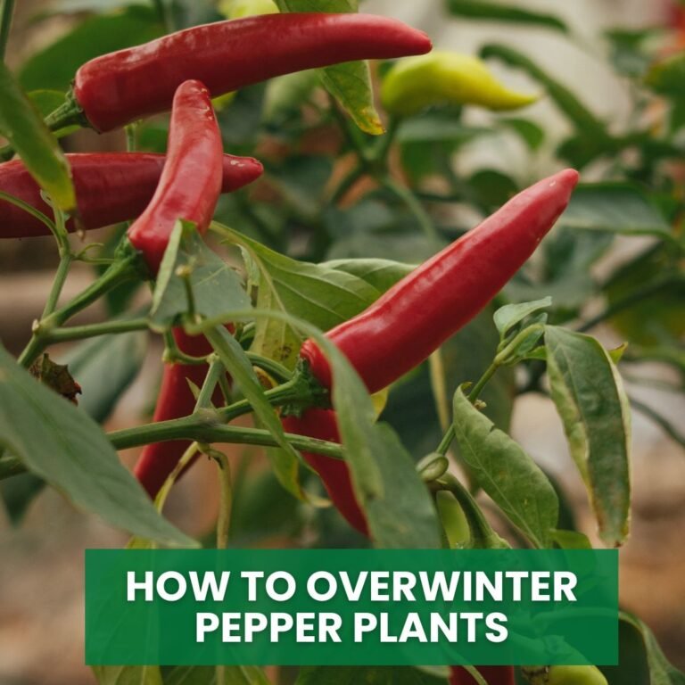 How to Overwinter Pepper Plants